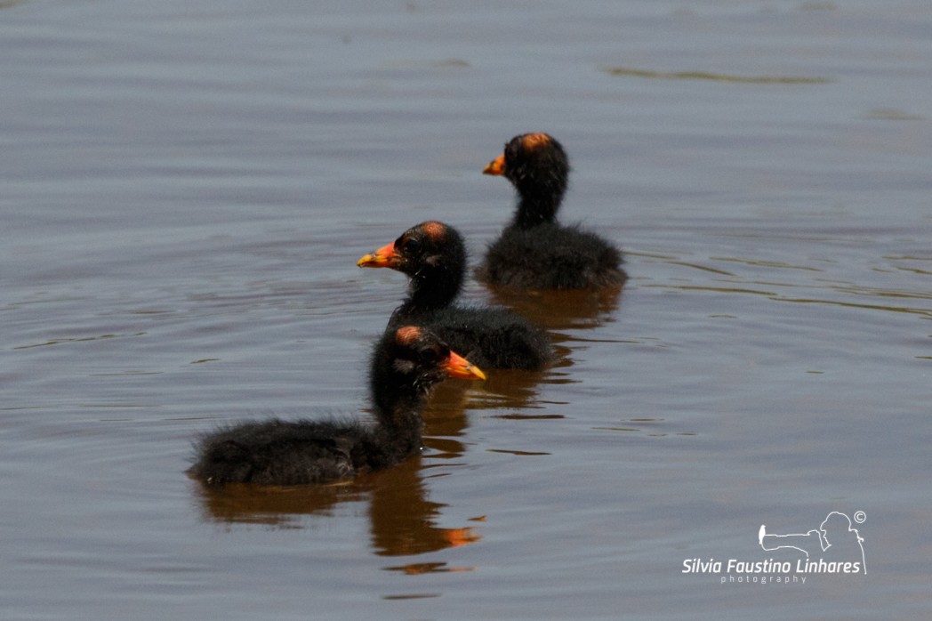 Common Gallinule - ML137771151