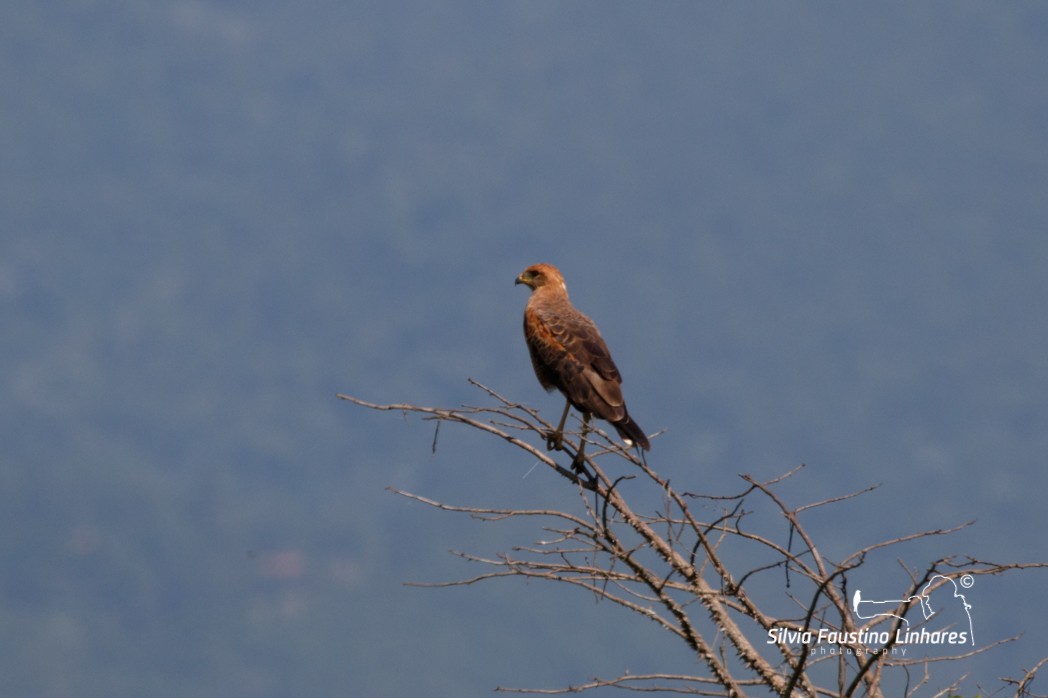 Savanna Hawk - Silvia Faustino Linhares