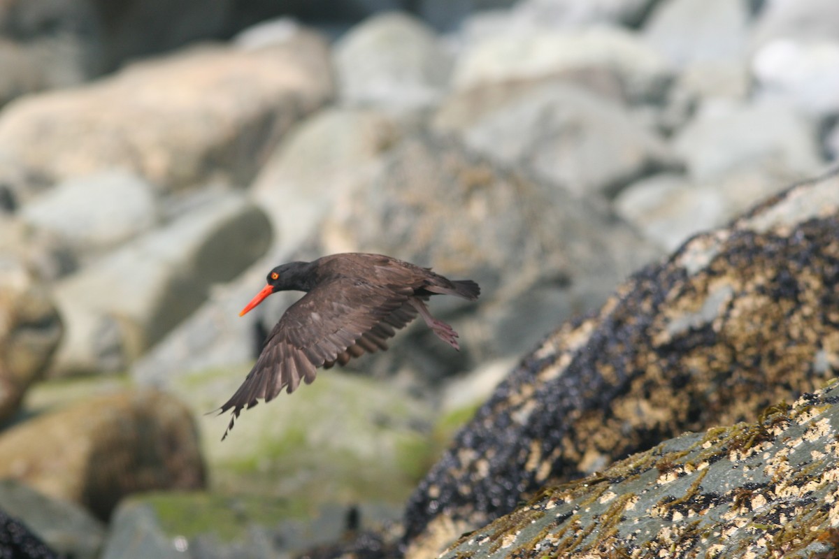 Black Oystercatcher - ML137771521