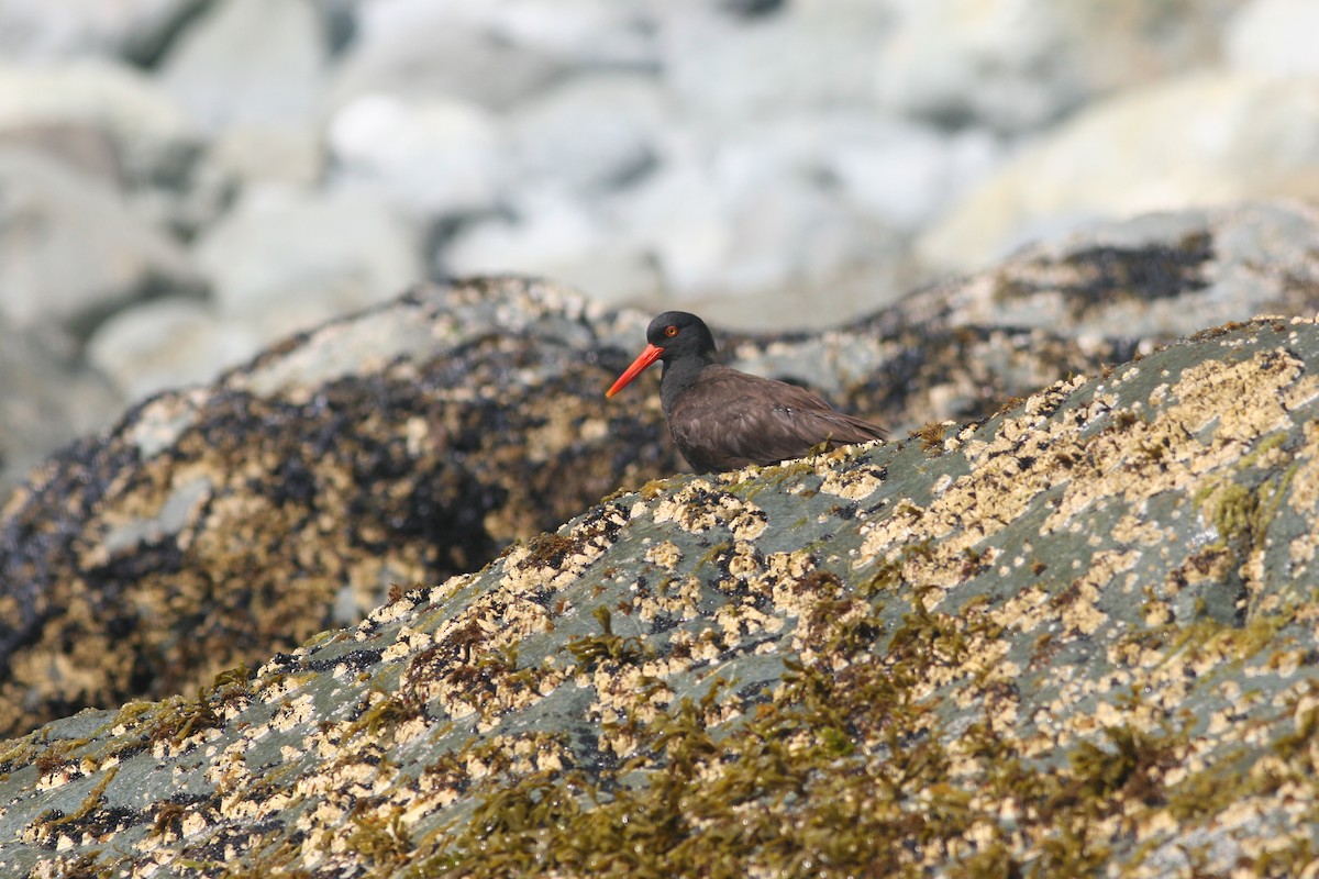 Black Oystercatcher - ML137771531