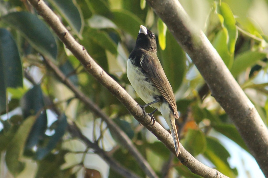 Yellow-bellied Seedeater - ML137772841