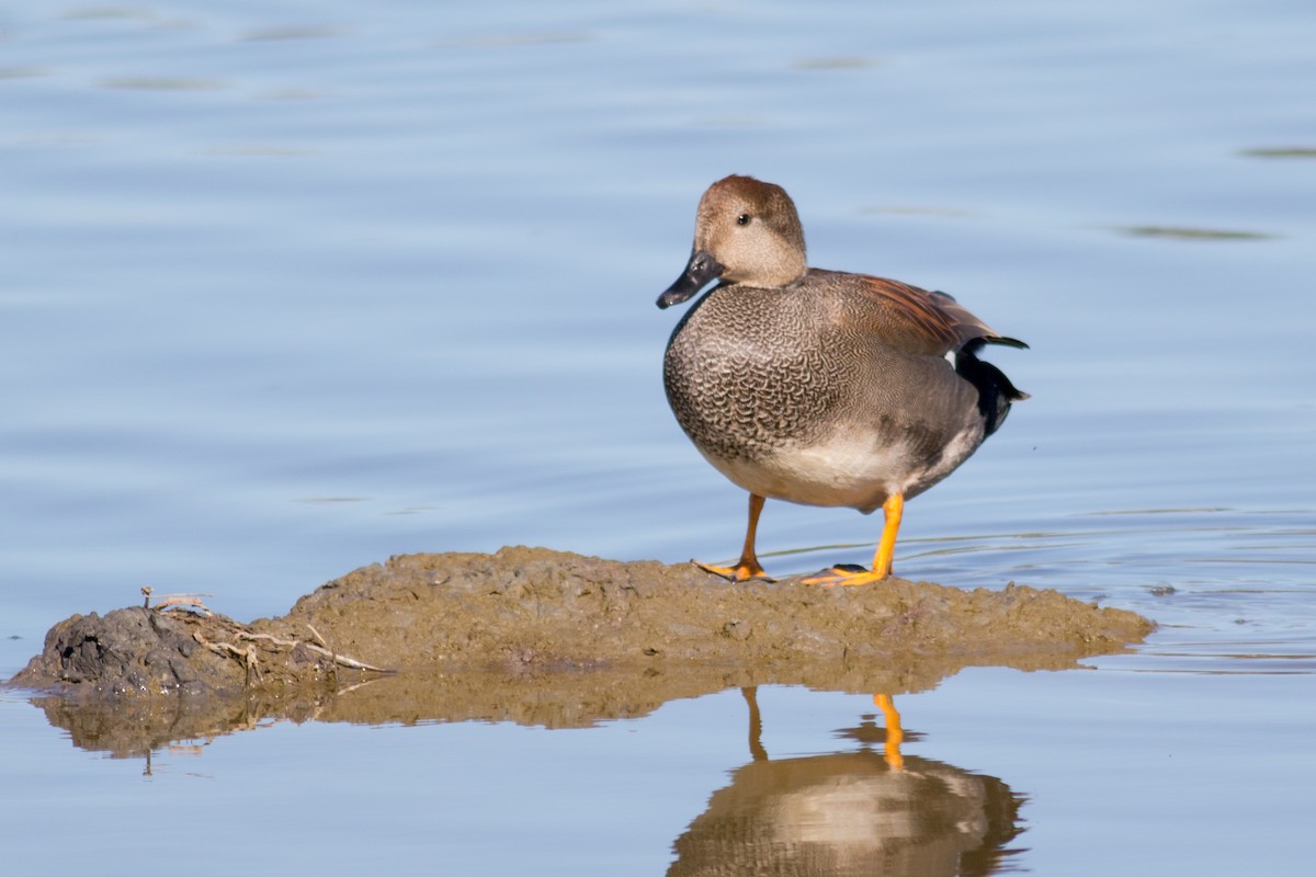 Gadwall - ML137772861