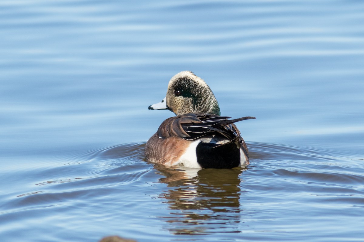 American Wigeon - Kris Perlberg