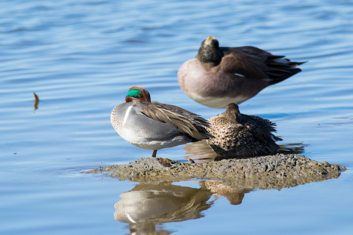 Green-winged Teal - Kris Perlberg