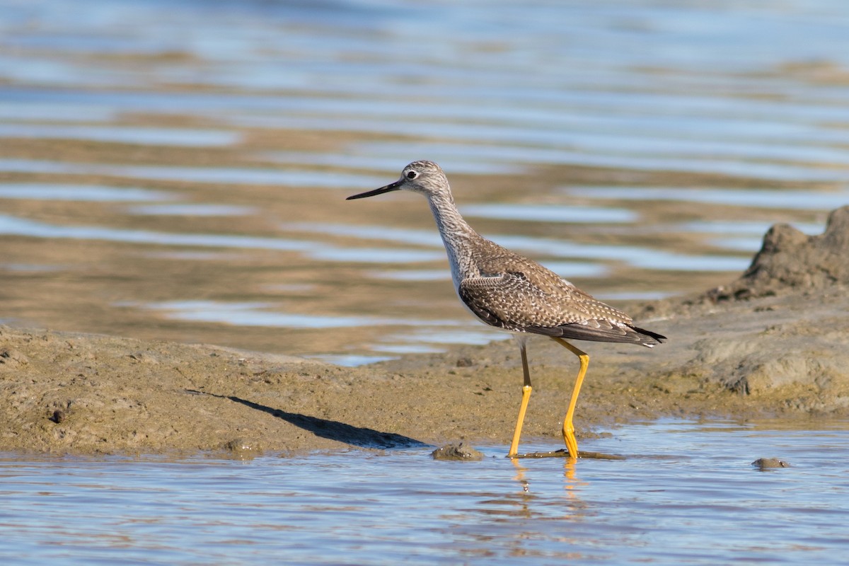 Greater Yellowlegs - ML137773031