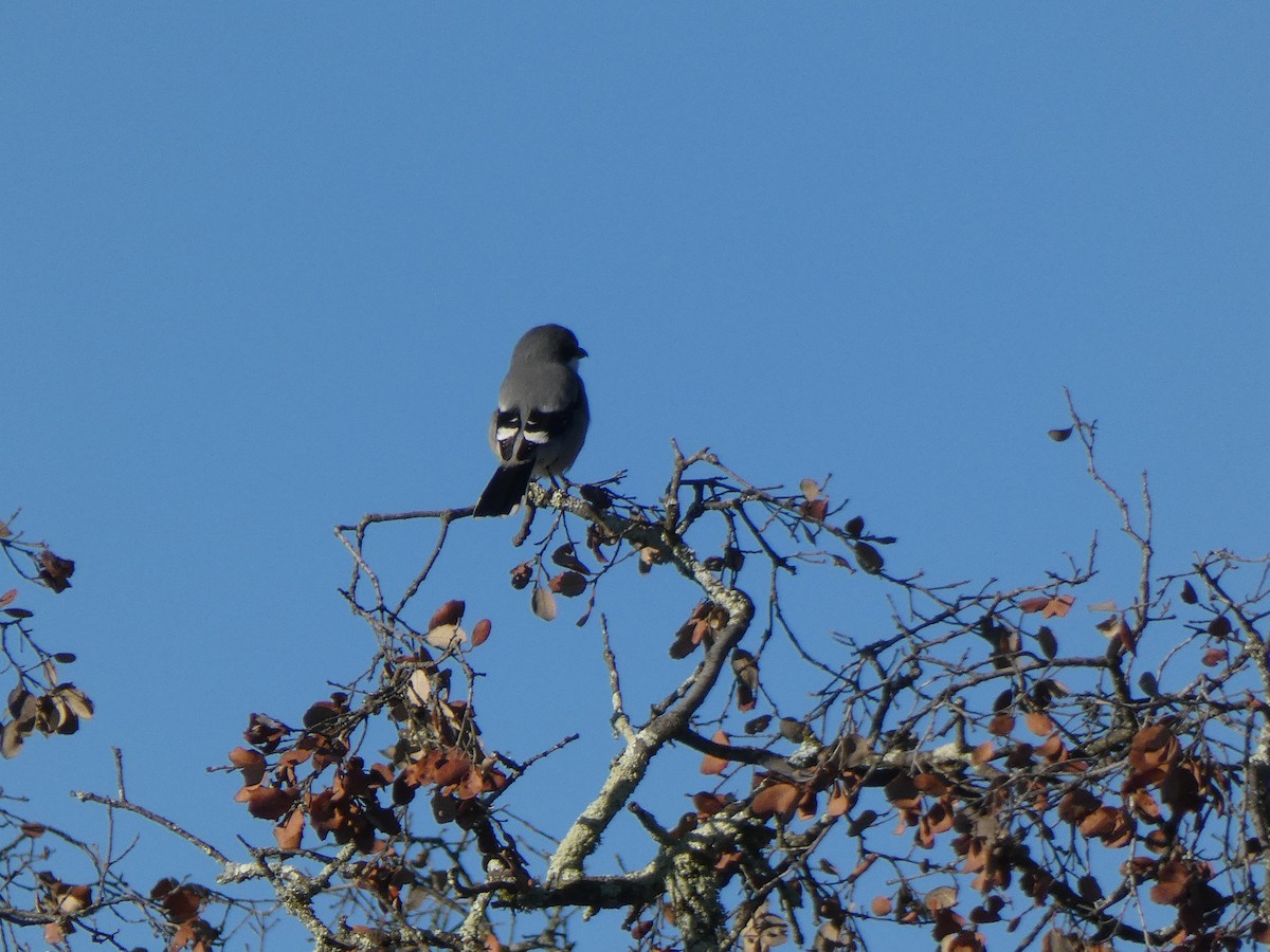 Iberian Gray Shrike - ML137773601