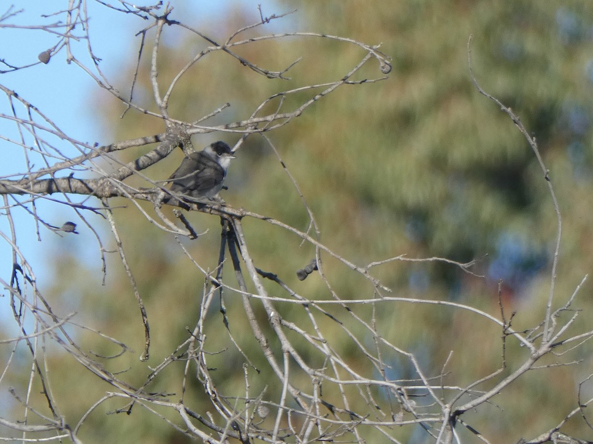 Eurasian Blackcap - ML137773741