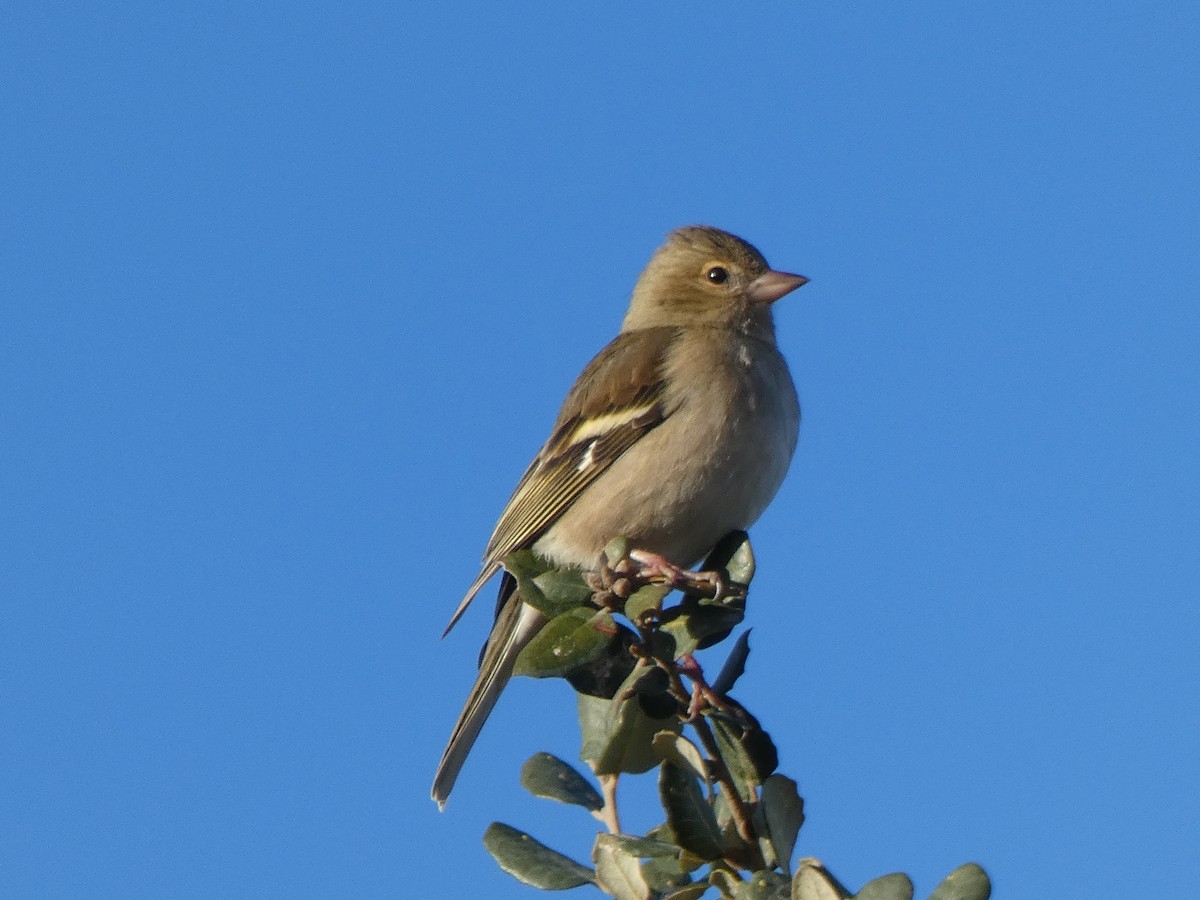 Common Chaffinch - ML137773751