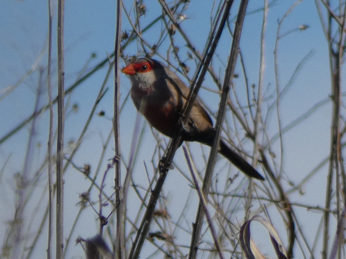 Common Waxbill - ML137773821