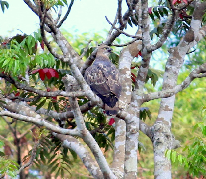 Changeable Hawk-Eagle (Crested) - ML137773841