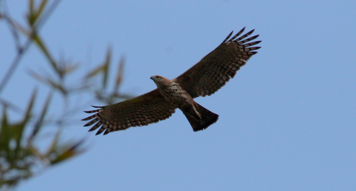 Changeable Hawk-Eagle (Crested) - ML137773851