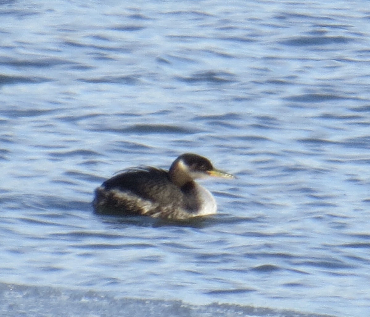 Red-necked Grebe - ML137774541