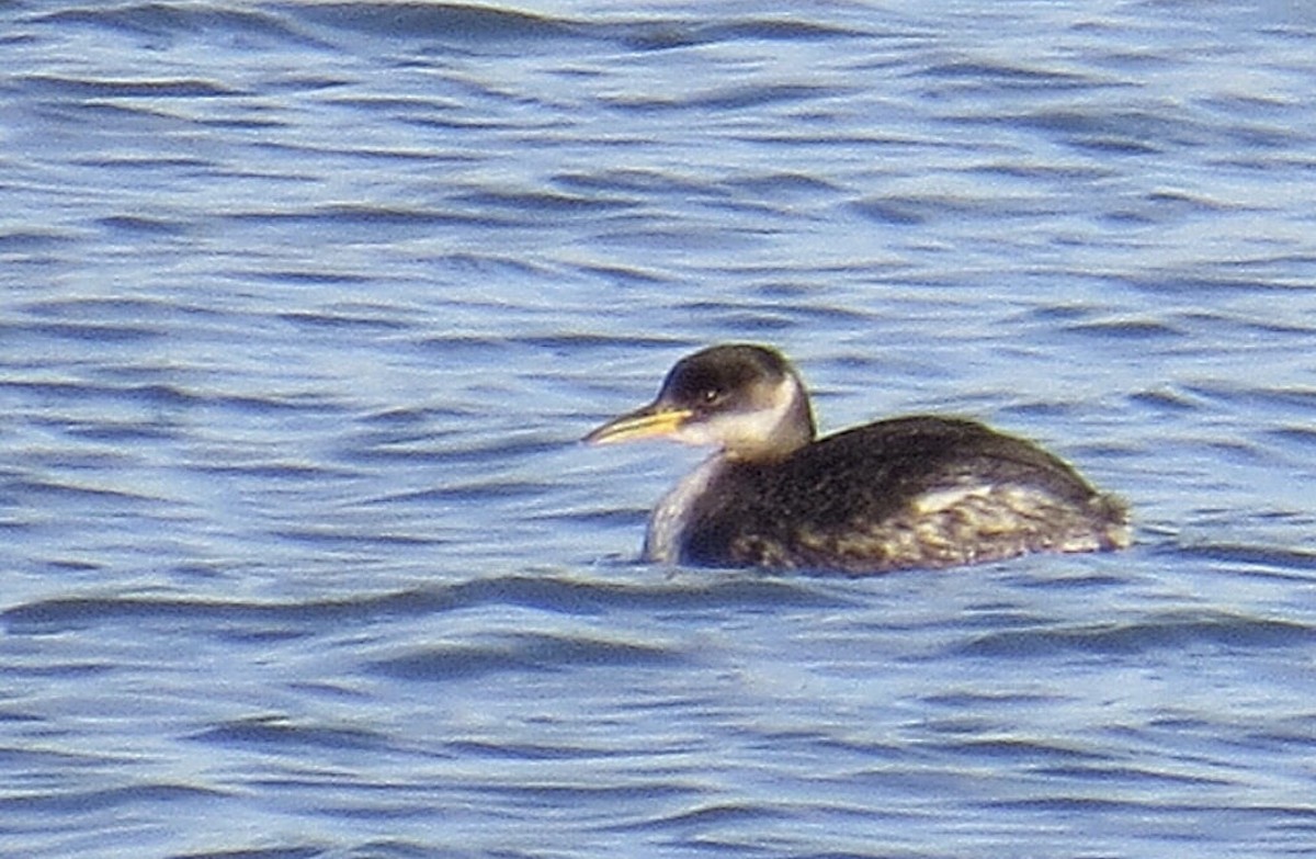 Red-necked Grebe - ML137774551