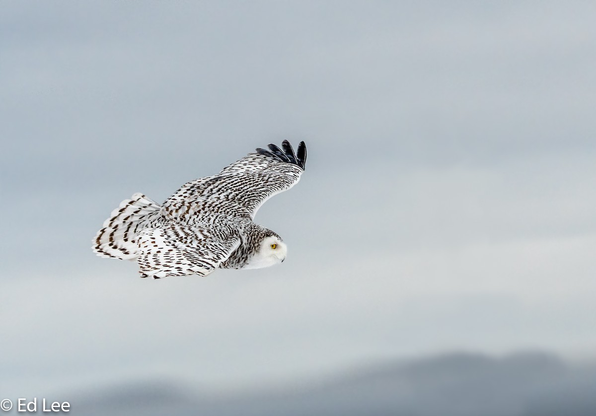 Snowy Owl - ML137775571