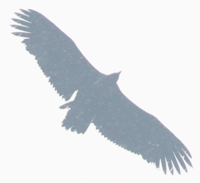 Cinereous Vulture - ML137775991