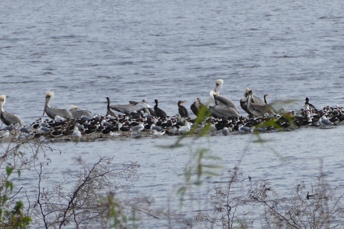 Forster's Tern - Mark Robbins