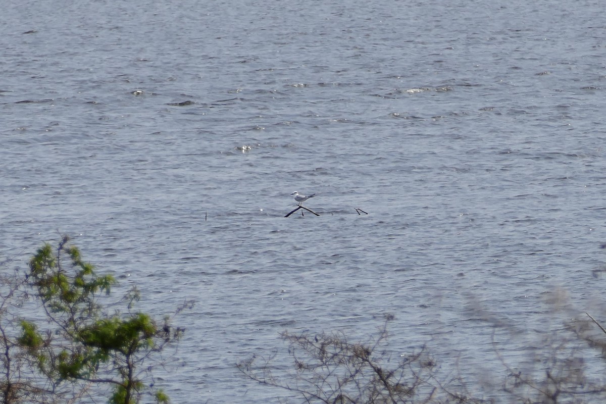 Forster's Tern - ML137776301