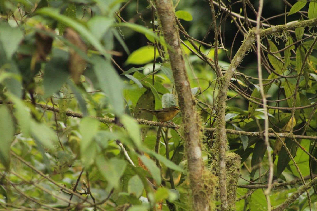 Black-crested Warbler - ML137779041