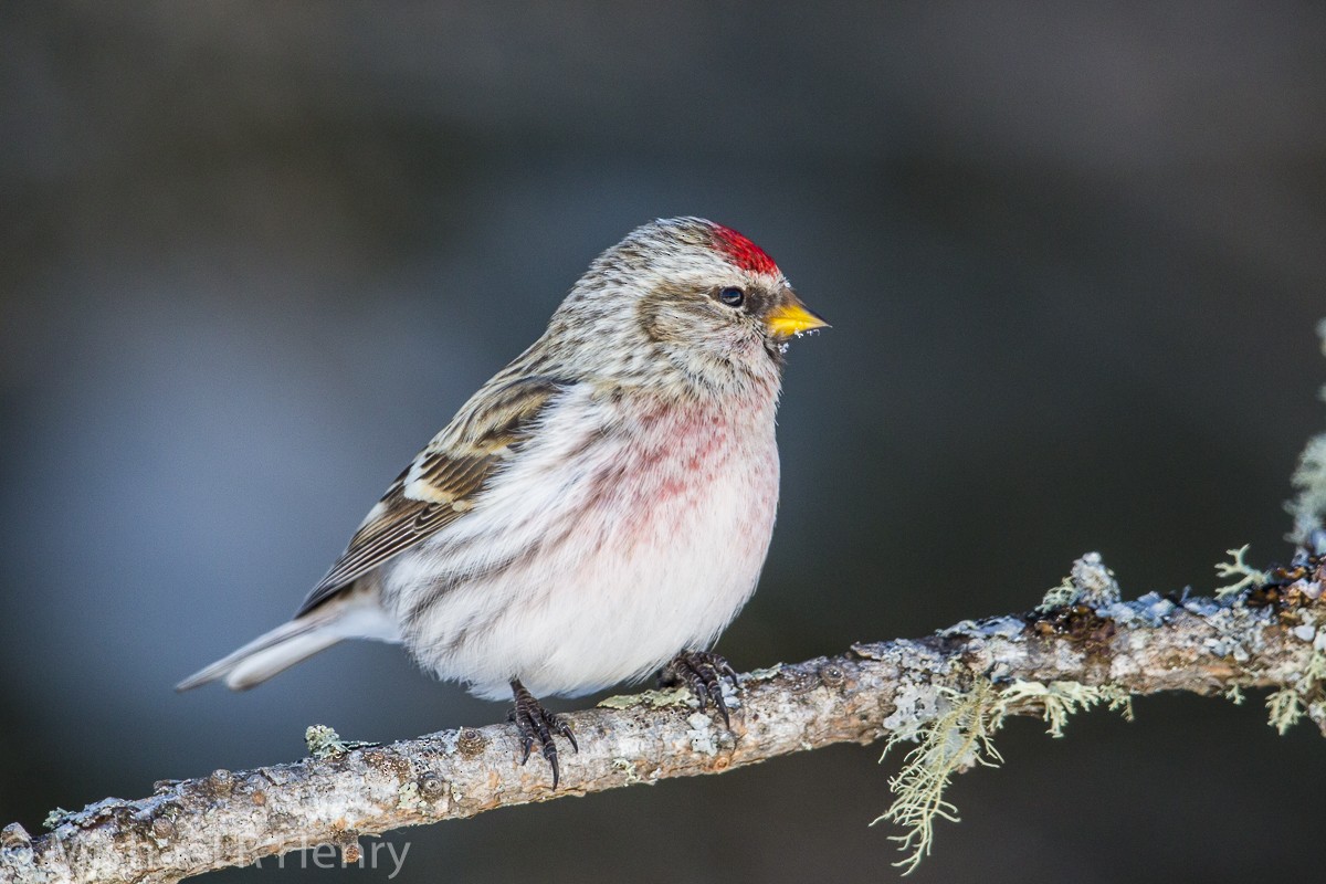 Hoary Redpoll - Michael Henry