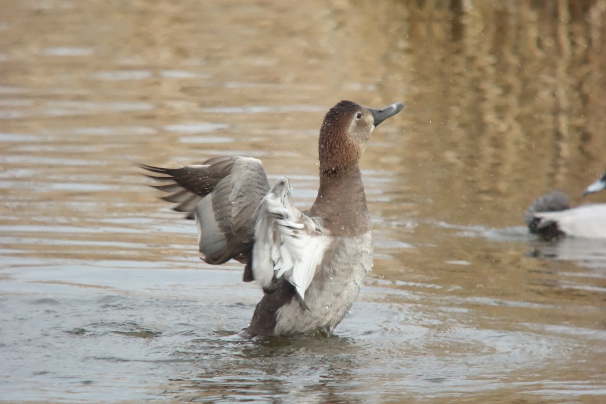 Common Pochard - ML137782211