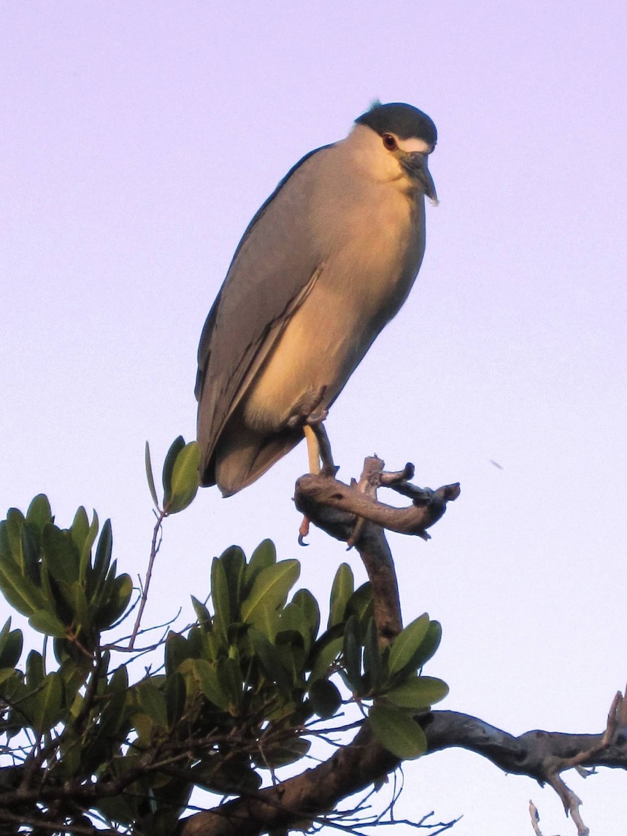 Black-crowned Night Heron - ML137782461