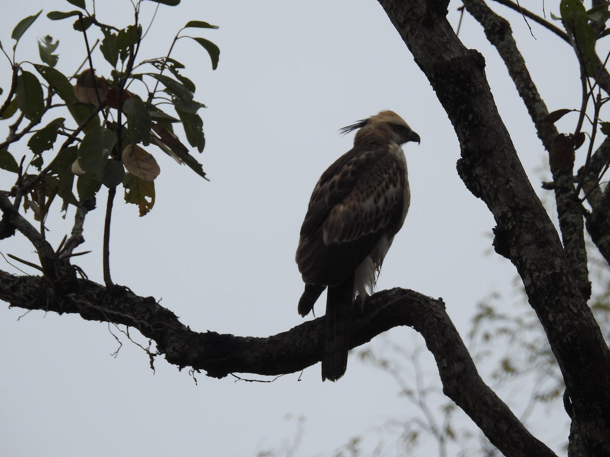Changeable Hawk-Eagle (Crested) - ML137783551