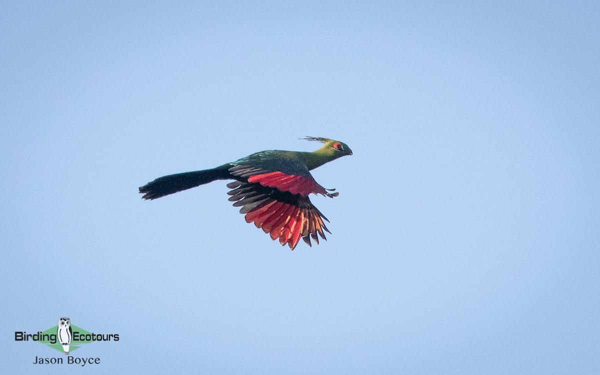 Schalow's Turaco - Jason Boyce