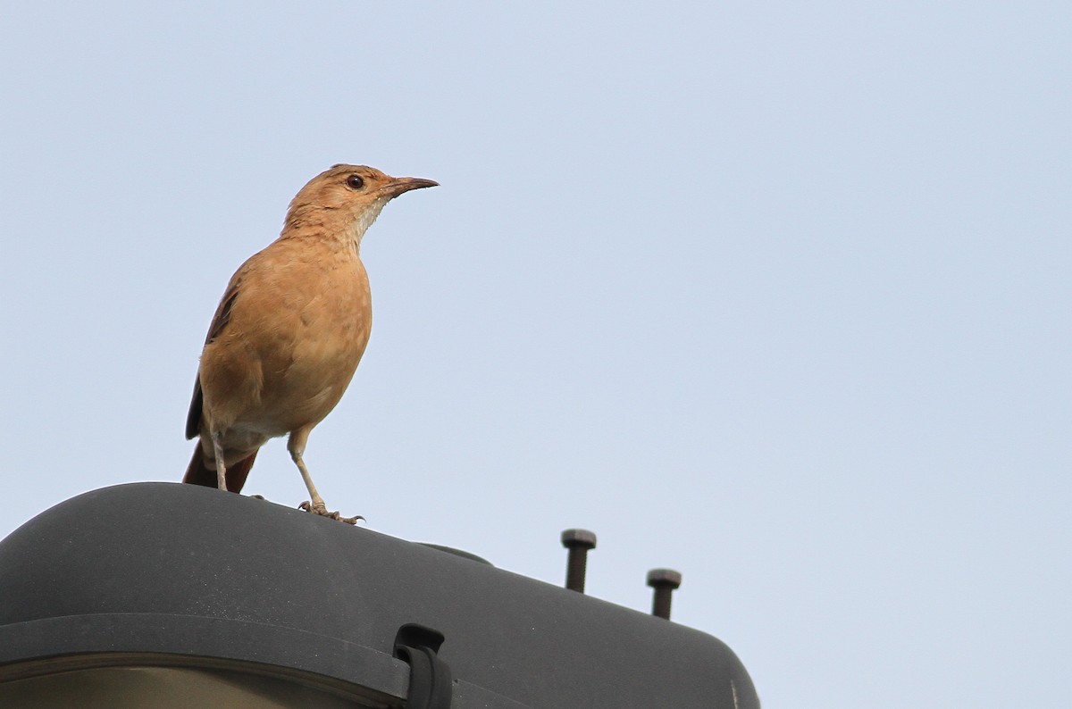 Rufous Hornero - Pierre Montieth