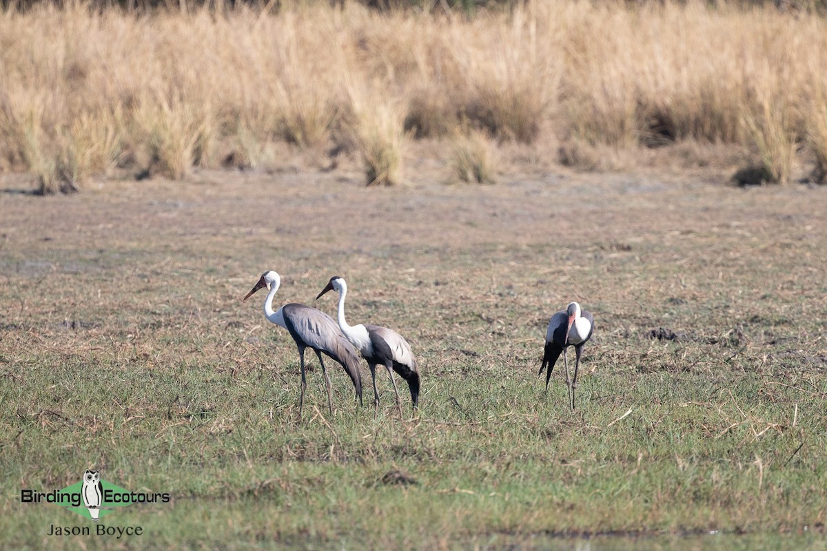 Grulla Carunculada - ML137784251