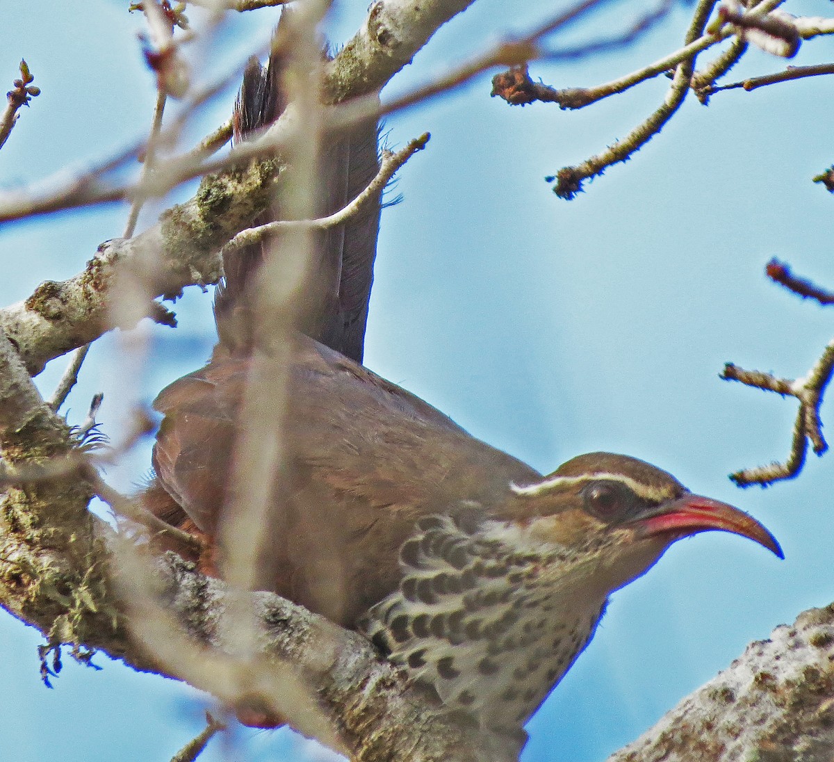 eBird Checklist - 4 Nov 2015 - Ifaty--spiny forest reserves - 33 species