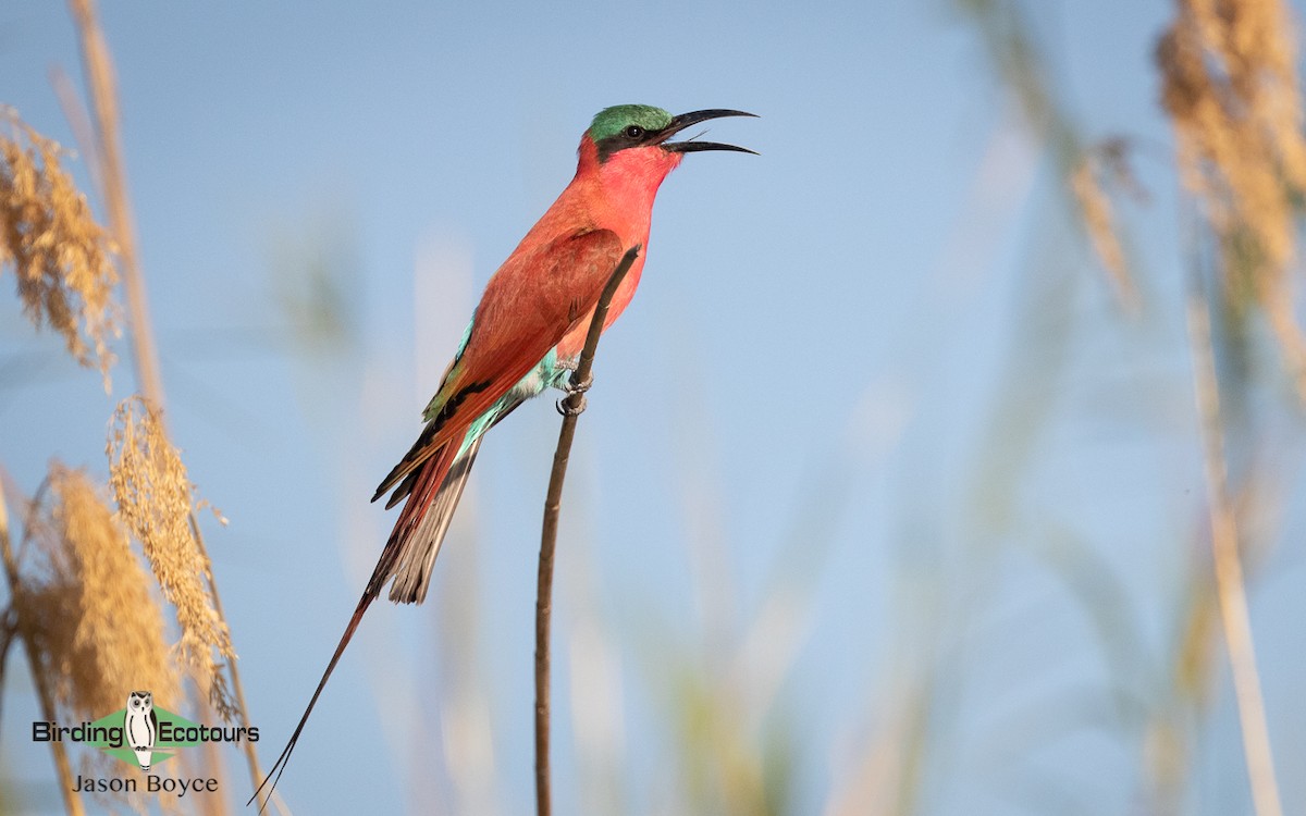 Southern Carmine Bee-eater - Jason Boyce