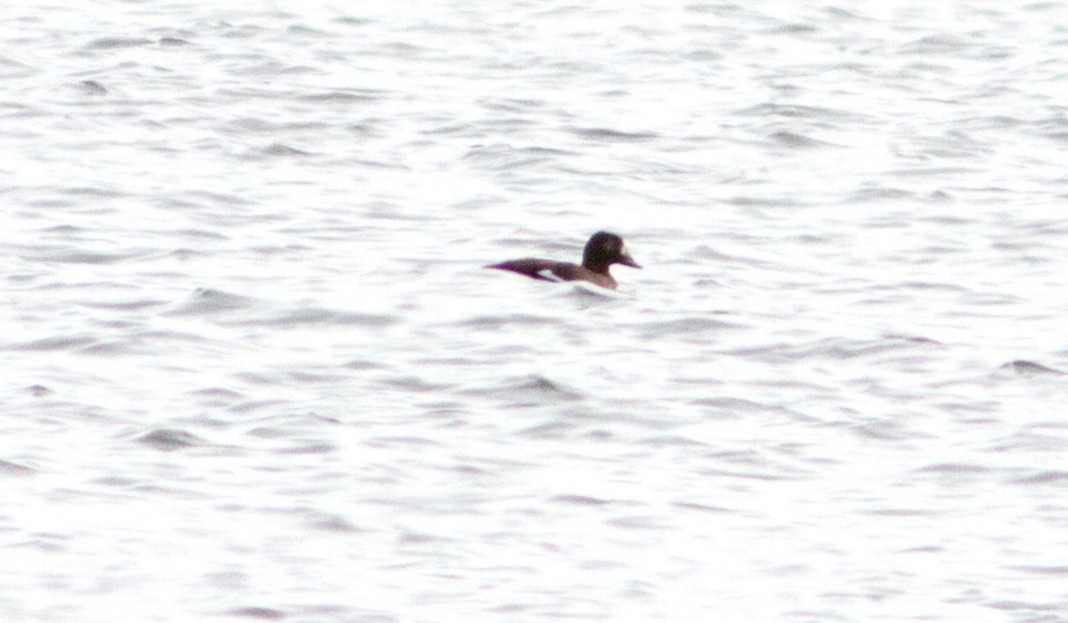 White-winged Scoter - ML137785311