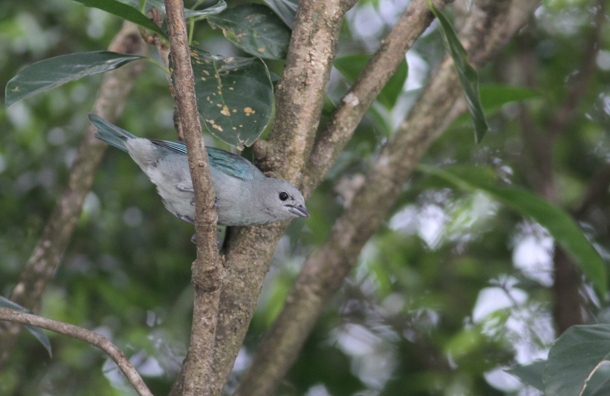 Sayaca Tanager - Pierre Montieth