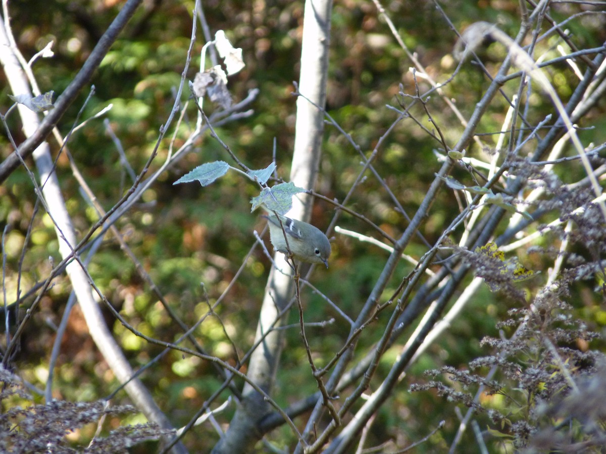 Ruby-crowned Kinglet - Marieta Manolova