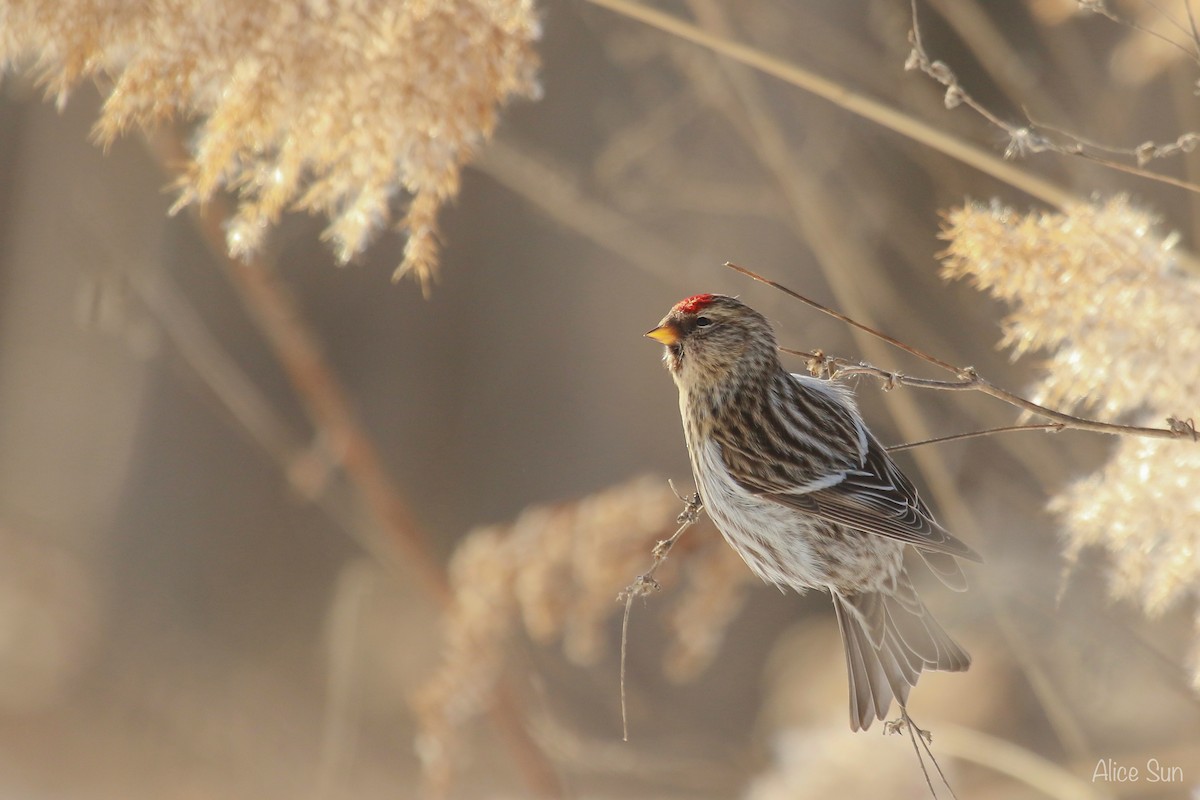 Redpoll (Common) - ML137787601