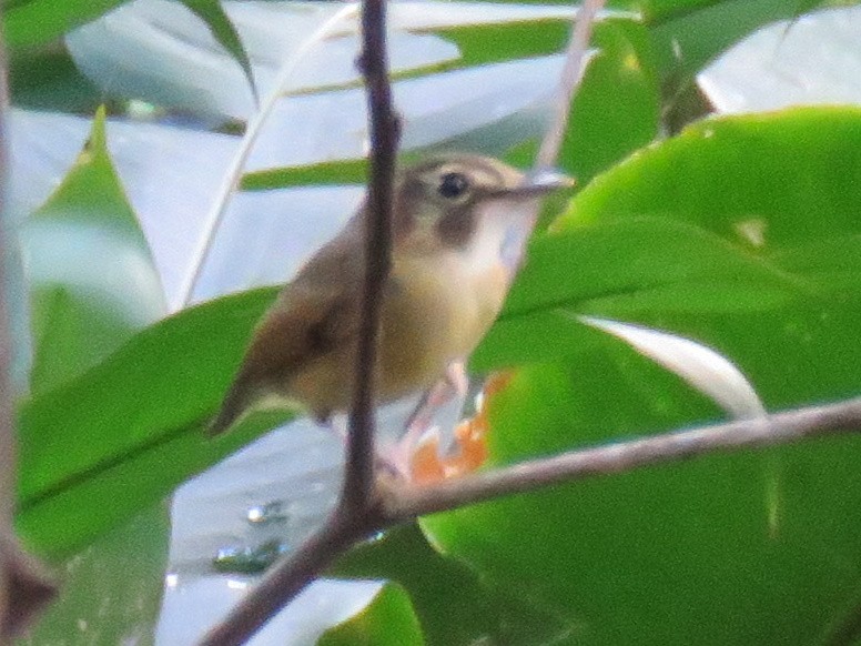 Stub-tailed Spadebill - ML137788111