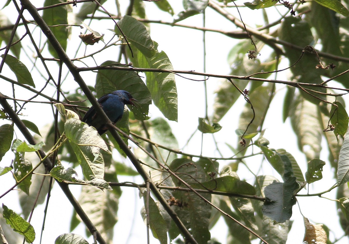 Blue Dacnis - ML137788401