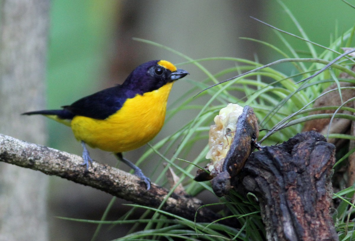 Violaceous Euphonia - ML137789161