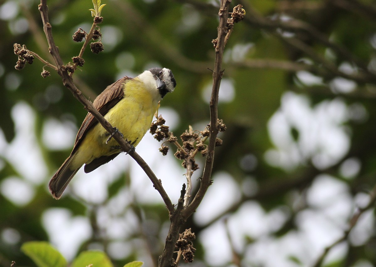 Great Kiskadee - ML137789641