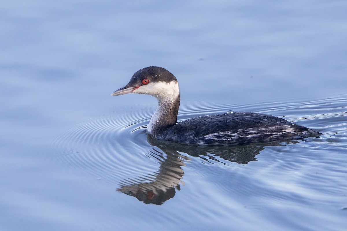 Horned Grebe - ML137791081