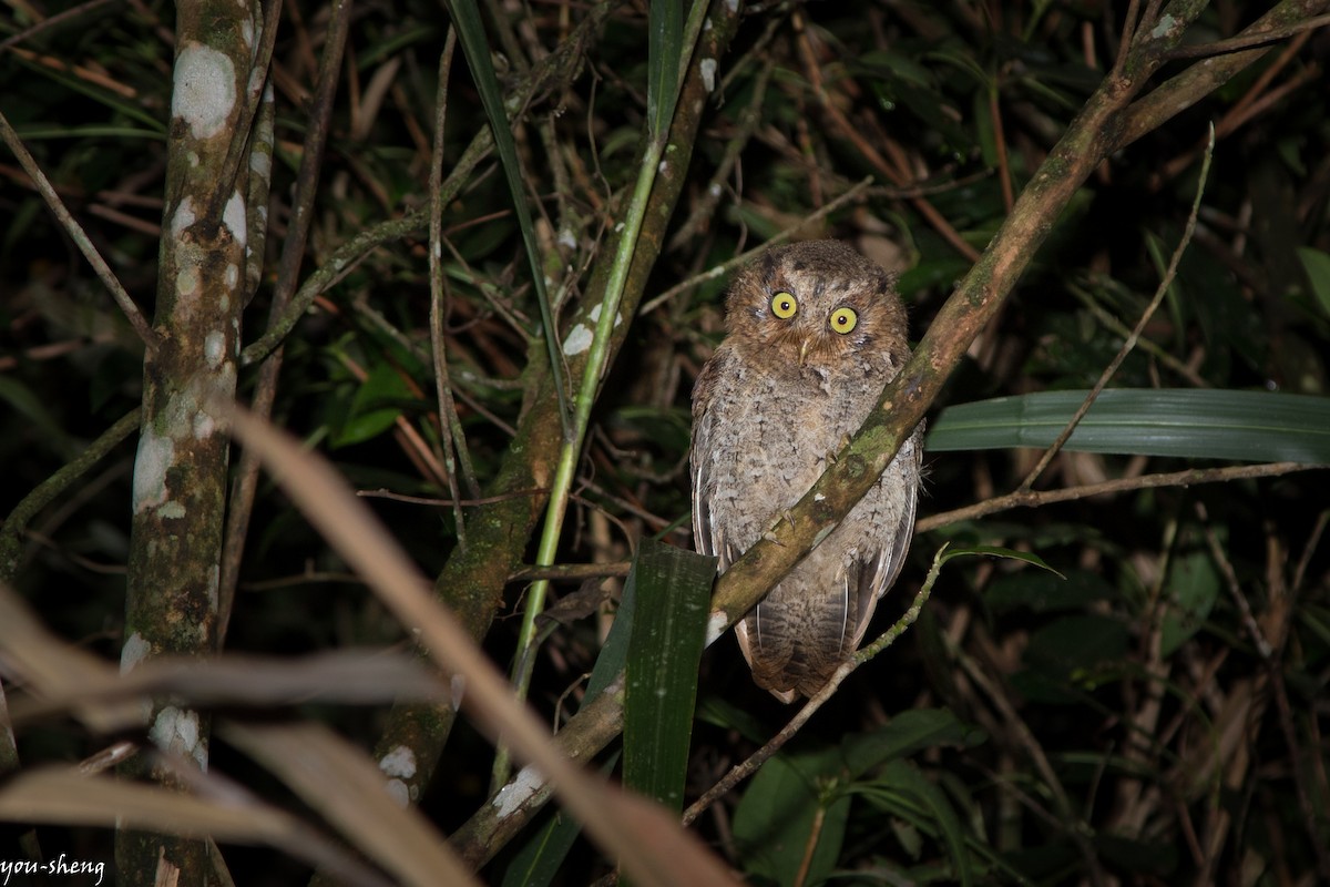 Mountain Scops-Owl - You-Sheng Lin