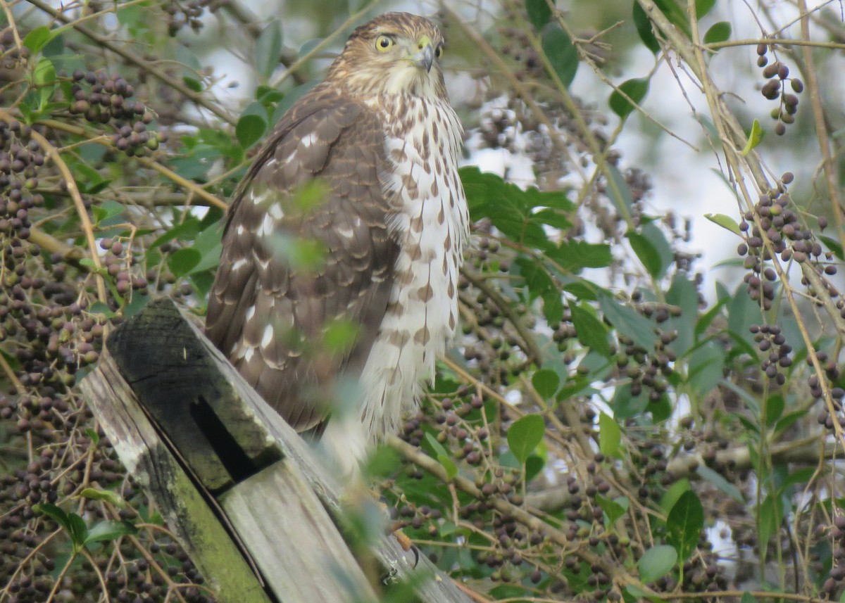 Sharp-shinned/Cooper's Hawk - ML137792421