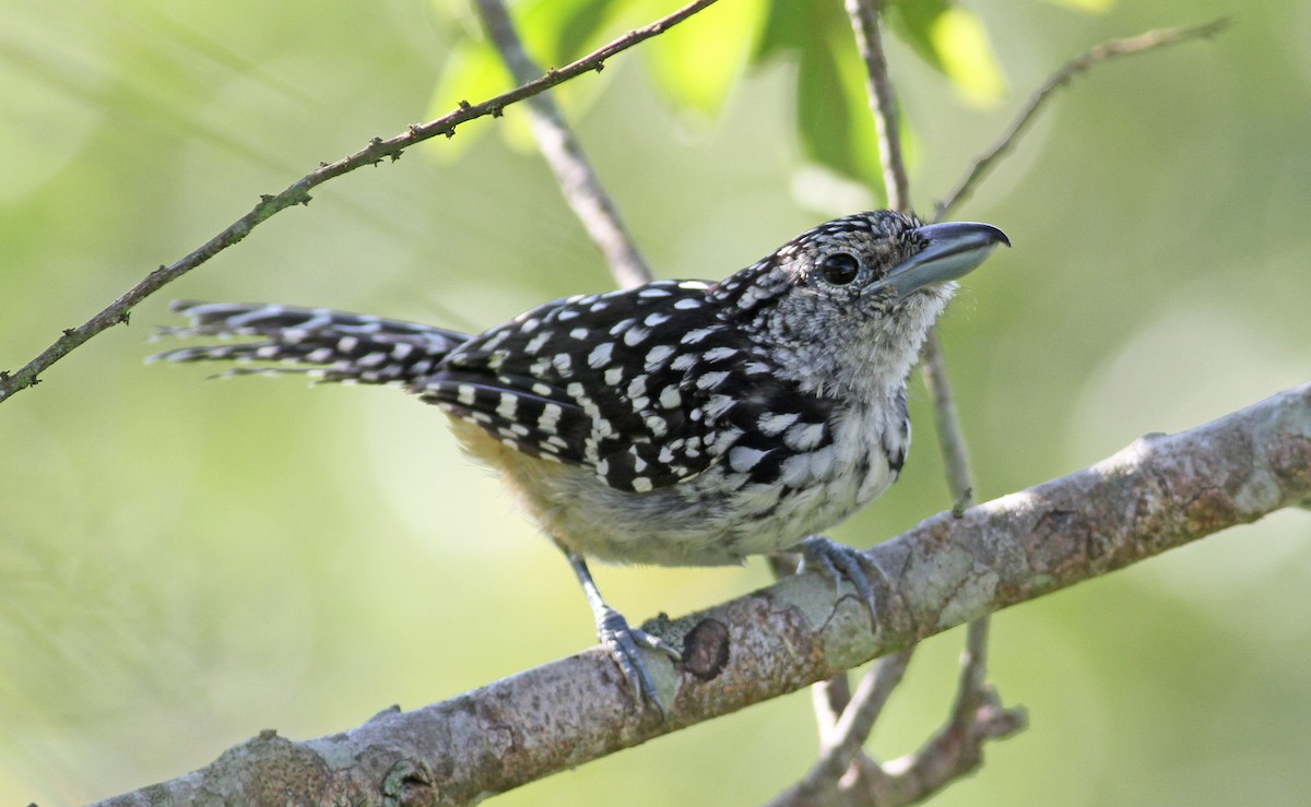 Spot-backed Antshrike - ML137792621