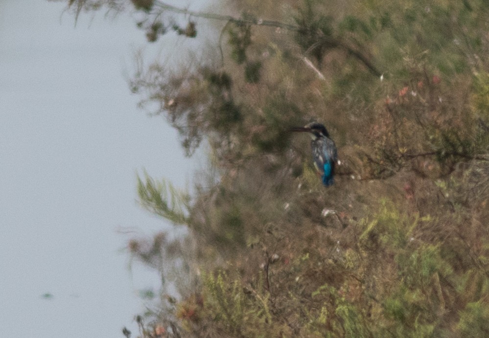 Common Kingfisher - ML137792701