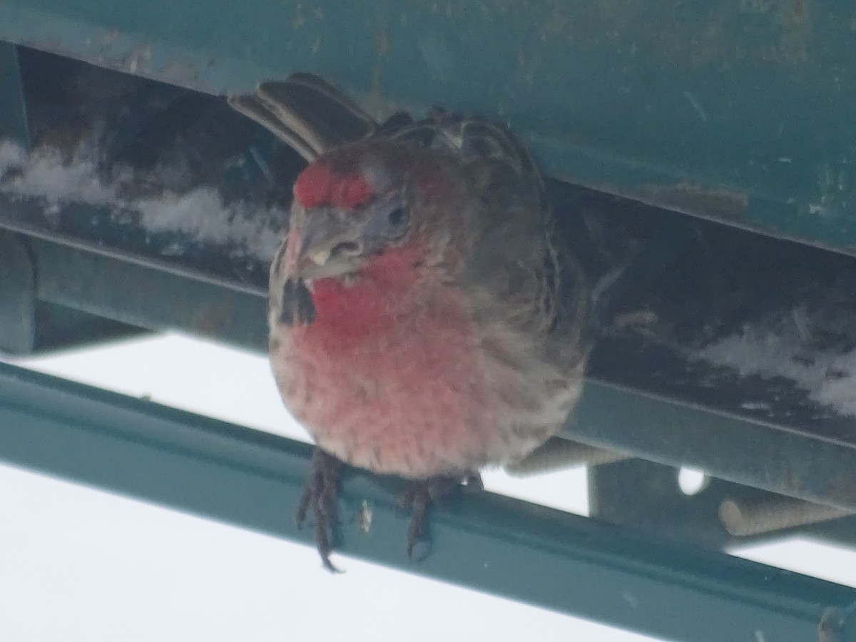 House Finch - ML137792901