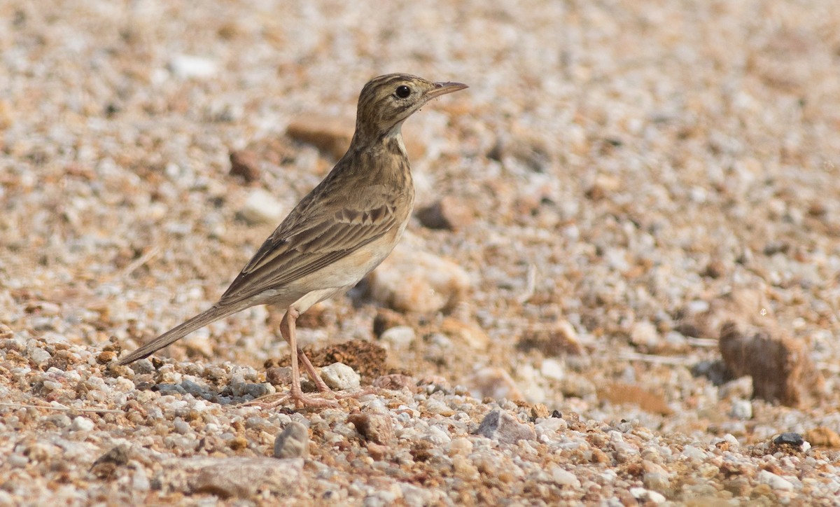 Richard's Pipit - Joachim Bertrands