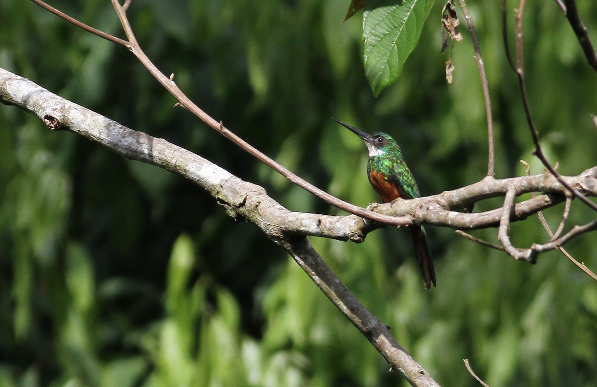 Rufous-tailed Jacamar - ML137793081