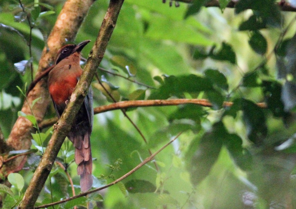 Rufous-capped Motmot - ML137793491