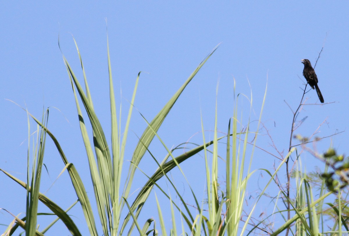 Smooth-billed Ani - ML137793811