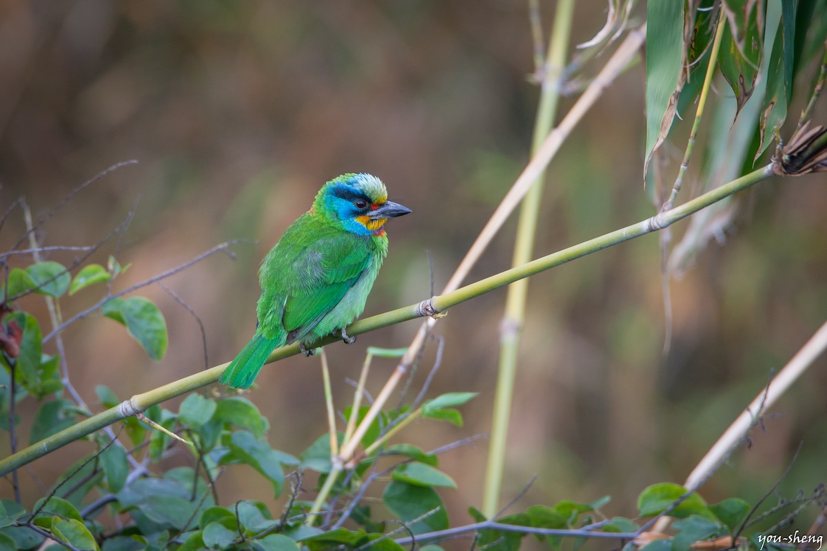 Taiwan Barbet - ML137794611